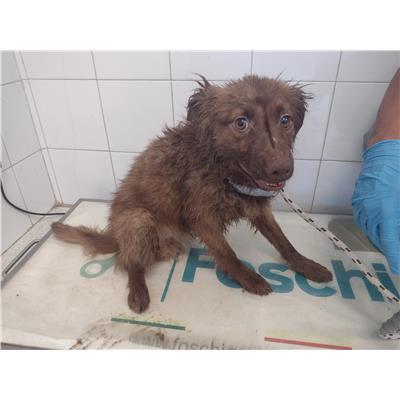 COMUNE DI SANTA CATERINA DELLO IONIO - Cane - Microchip 380260004715071