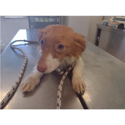 COMUNE DI SANTA CATERINA DELLO IONIO - Cane - Microchip 380260004715103