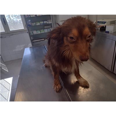 COMUNE DI SANTA CATERINA DELLO IONIO - Cane - Microchip 380260004714994