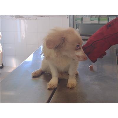 COMUNE DI SANTA CATERINA DELLO IONIO - Cane - Microchip 380260004715095