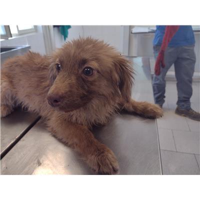 COMUNE DI SANTA CATERINA DELLO IONIO - Cane - Microchip 380260004715072