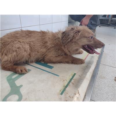 COMUNE DI SANTA CATERINA DELLO IONIO - Cane - Microchip 380260004715113