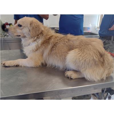 COMUNE DI SANTA CATERINA DELLO IONIO - Cane - Microchip 380260004714993