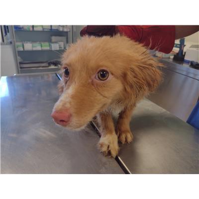 COMUNE DI SANTA CATERINA DELLO IONIO - Cane - Microchip 380260004715143