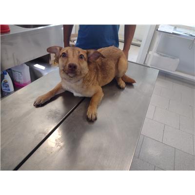 COMUNE DI SANTA CATERINA DELLO IONIO - Cane - Microchip 380260004715084