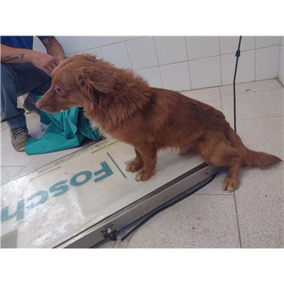 COMUNE DI SANTA CATERINA DELLO IONIO - Cane - Microchip 380260004714988