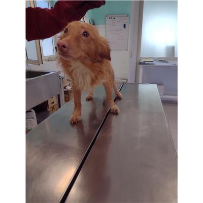 COMUNE DI SANTA CATERINA DELLO IONIO - Cane - Microchip 380260004715158