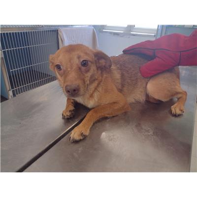 COMUNE DI SANTA CATERINA DELLO IONIO - Cane - Microchip 380260004715176