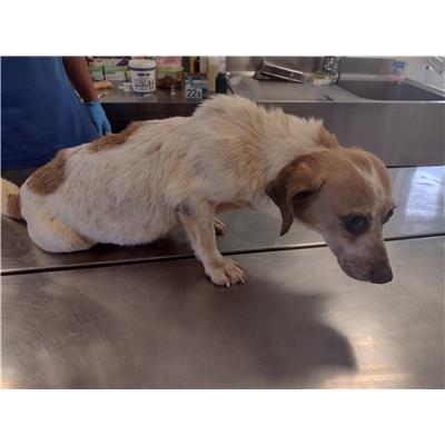 COMUNE DI SANTA CATERINA DELLO IONIO - Cane - Microchip 380260002196534